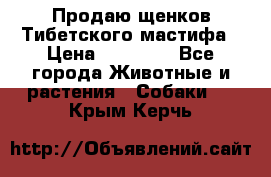 Продаю щенков Тибетского мастифа › Цена ­ 45 000 - Все города Животные и растения » Собаки   . Крым,Керчь